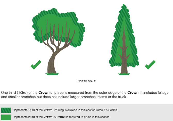 Illustration showing tree crown sections. One third allows pruning without a permit; two thirds requires a permit. Not to scale.