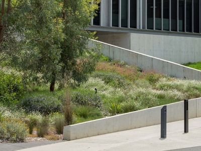 Feature Planting